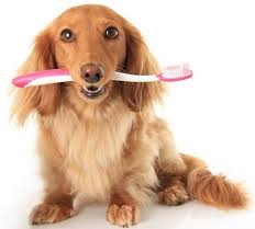 Dog and tooth brush