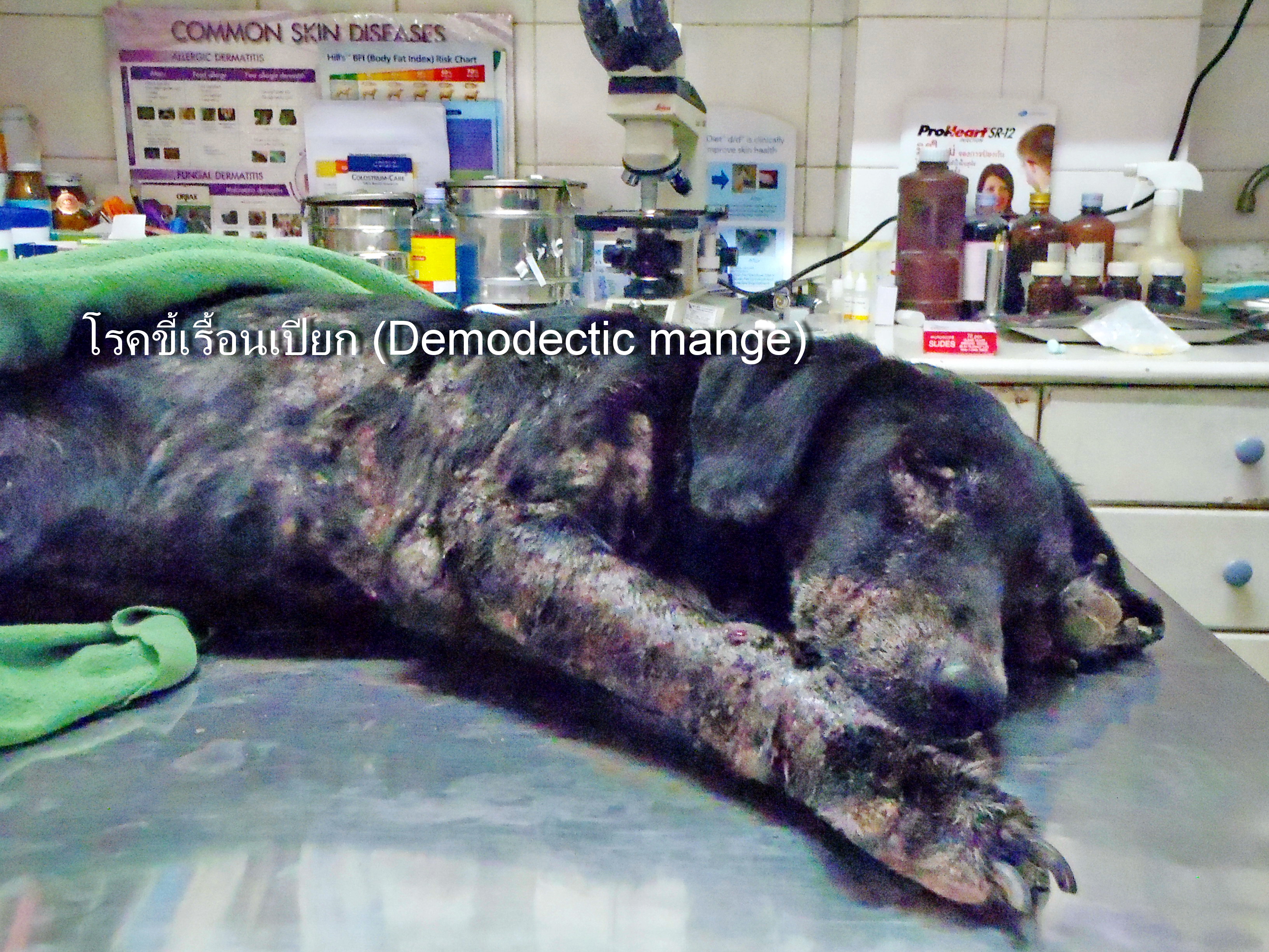 Dog suffers from Demodecosis
