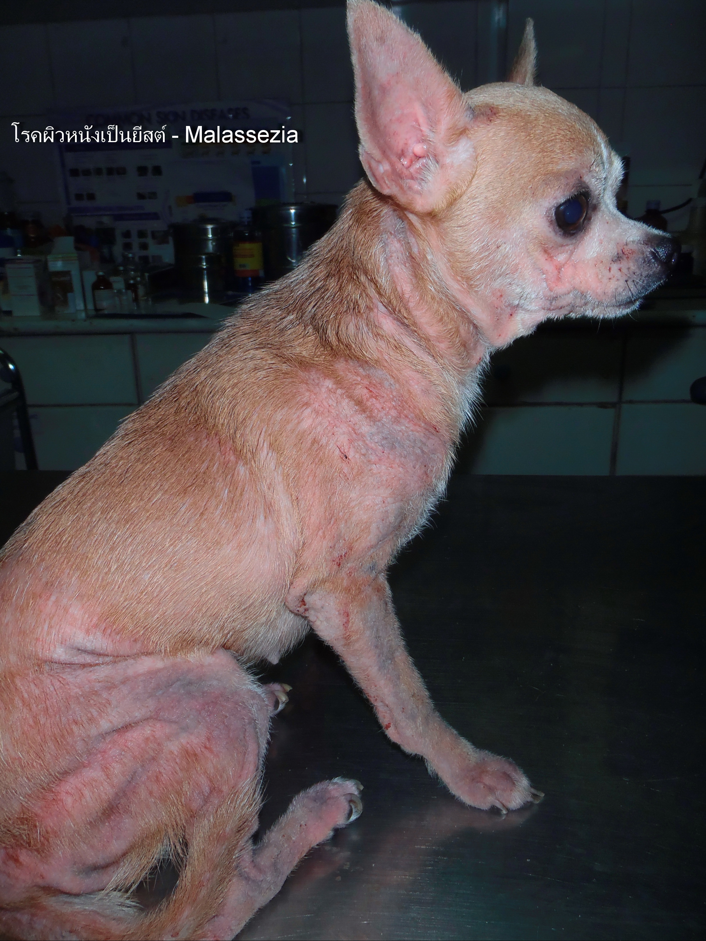 Dog suffers from yeast infection called Malassezia
